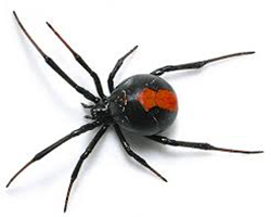 Thumbnail Image 1